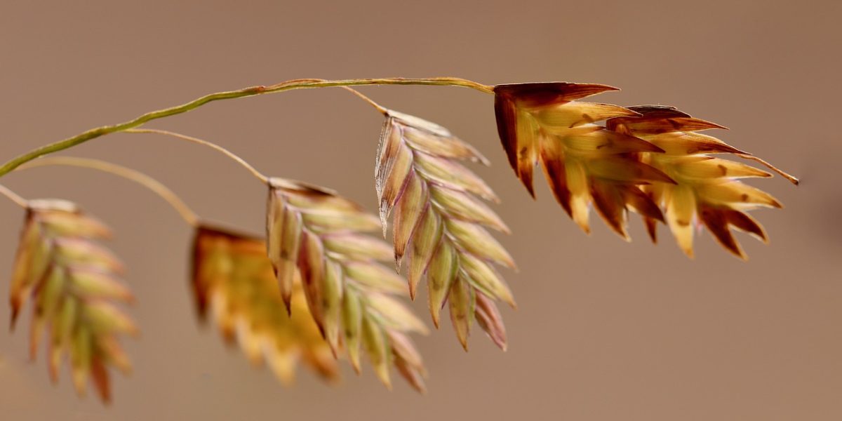 north-sea-oats-5706656_1280